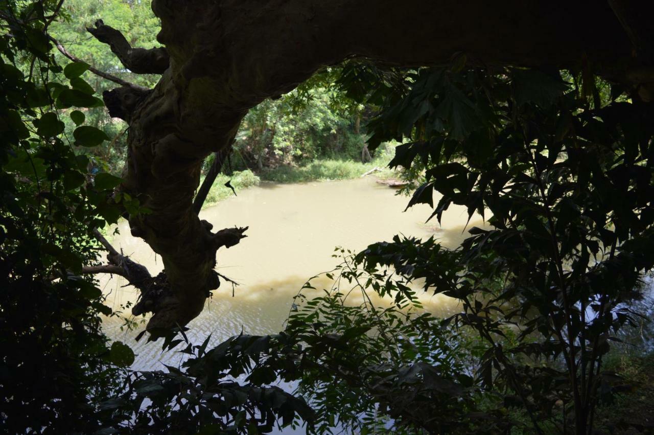 Kumbuk Tree House Villa ทิซซามาฮารามา ภายนอก รูปภาพ